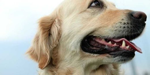 Questions and Answers about Senior Dog Food