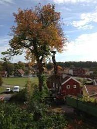 Tree Trimming and Pruning or Tree Removal Can Be Hazardous