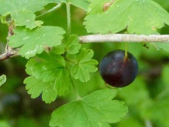 Nature Nut: Some fruits found in the wild — and not far from a grocery aisle