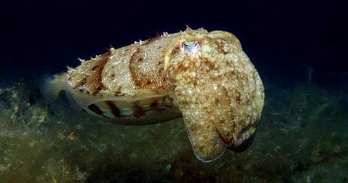 10 Surprising Shape-Shifting Organisms