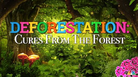 Deforestation Threatens Some of Earth's Natural Cures