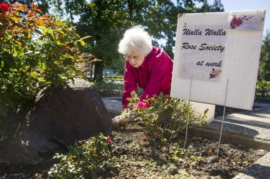 Growing their own way: Rose Society cultivates beauty