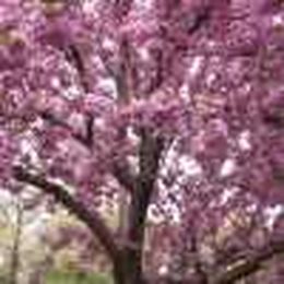 5 tips to photographing your local botanical garden