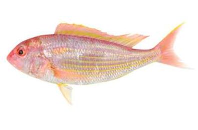 How Minnesota Got Hooked on Sustainable Seafood