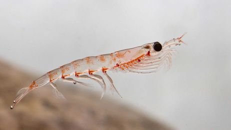 10 Krill That Daddy Likey
