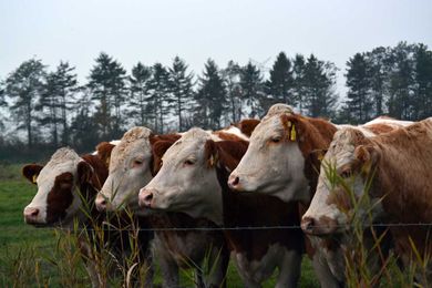 Agriculture lingo cheat sheet