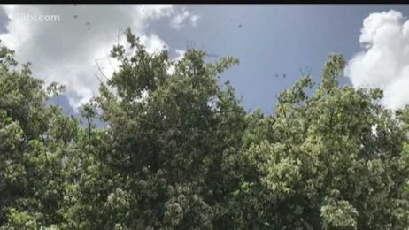 Drive through a swarm of butterflies? Wash your car soon!