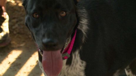 Ruff Life: Bella’s a beauty that’s ready to call your place home!