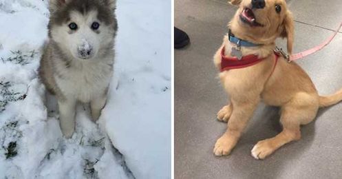 16 Adorable Puppies Experiencing Things For The First Time