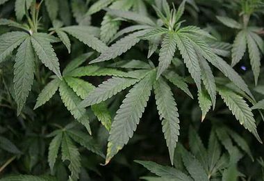 Cedar Rapids Company Takes All The Smell Out Of Growing Pot