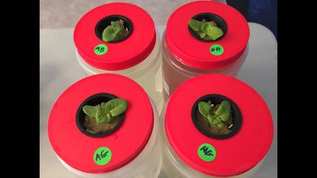 How To Start Seedlings For Hydroponic and The Importance of Proper Lighting