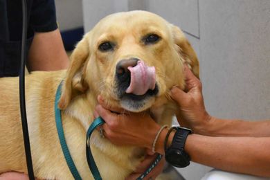 Pets get picky about protein in veterinary study