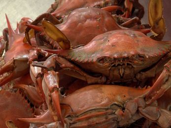 Scientists Combine Crab Shells, Trees to Create Plastic-Like Material