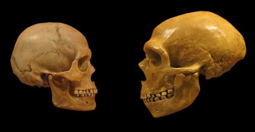 The Generalist Specialist: Why Homo Sapiens Succeeded