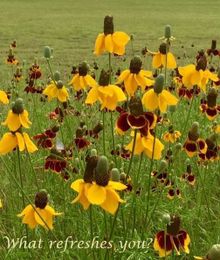 When You Need Refreshment