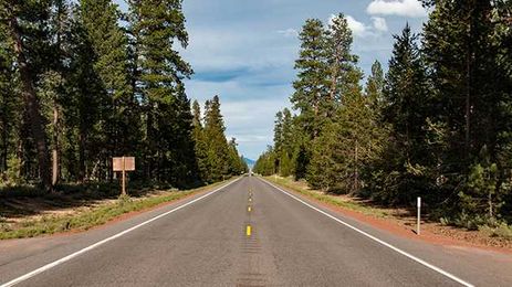 Forest Service worried weed killer might destroy trees, but used it anyway