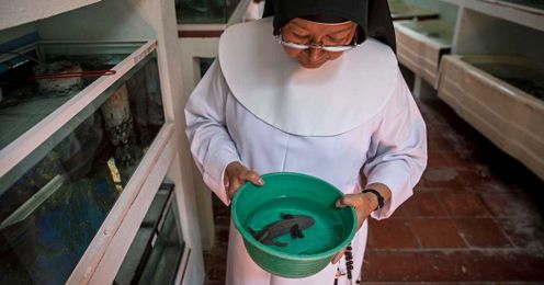 In a Remote Convent, an Endangered Salamander Finds a Shot at Renewal
