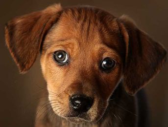 Show Us Why Your Dog Deserves a Day Out