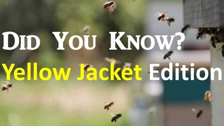 Did you know? Yellow Jackets