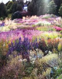 “Pastel drifts…Piet Oudolf garden” I just kinda want to roll around in it and