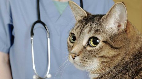 New Health-Monitoring Litter Box Could Save You a Trip to the Vet