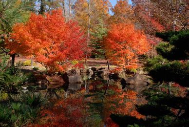 Japanese Maples: Brilliant Stars of Fall Landscapes