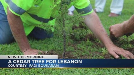 Lebanese man returns to Lebanon to plant cedar tree