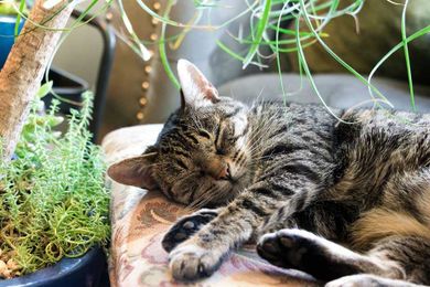 Pet Staycation: Preparing Your Home for a Pet Sitter