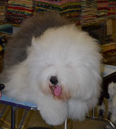 Reasons to Trim Fur Over A Dog’s Eyes