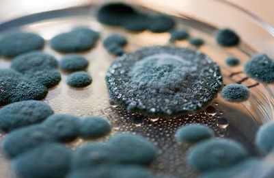 How to Prevent Black Mold Growth