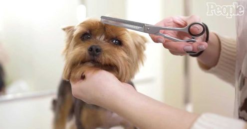 How to Keep You Dog Safe During a Grooming Session