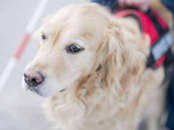Service dogs for anxiety: Everything you need to know