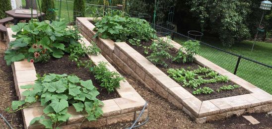 The pleasure and promise of two raised beds