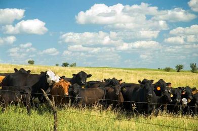 Cattle Handling Tips for High Heat and Humidity