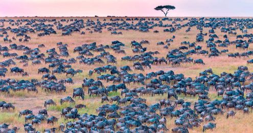 There's a Zebra Hiding Amongst This Huge Herd of Wildebeest: Can You Spot it?