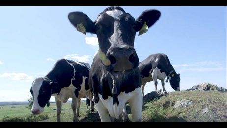 How do Dairy Farmers Treat their Animals?