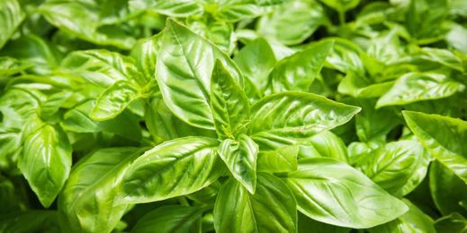 How to Grow Basil for Your Best Pesto Yet