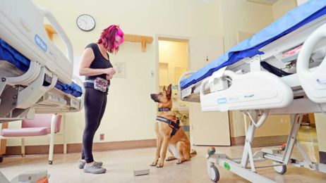 The dogs were supposed to sniff out C. diff. Then they smelled breakfast
