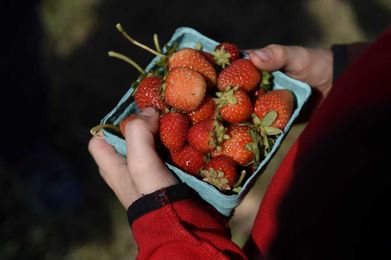 14 pick-your-own farms and orchards around Colorado