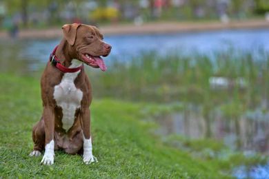 What You Need to Know About the Pit Bull Temperament