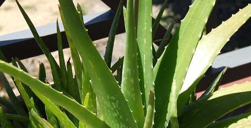 10 Common Plants You Didn't Know Were Toxic