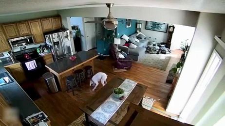See what happens when one dog sneaks a garden hose in the house