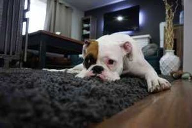 What Can You Do to Keep Your Carpets Clean From Pets?