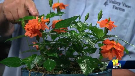 Plant Questions: Reviving floppy orchid leaves