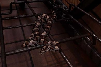 Produce-loving snake manages to hitch a ride in grocery store cart