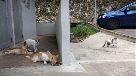 Space cats need your help at Puerto Rico's Arecibo radio telescope