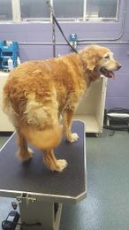 Good Grooming Might Just Save Your Pet's Health!