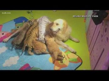 Hyena, tiger, lion and golden retriever youngsters are a truly unique family