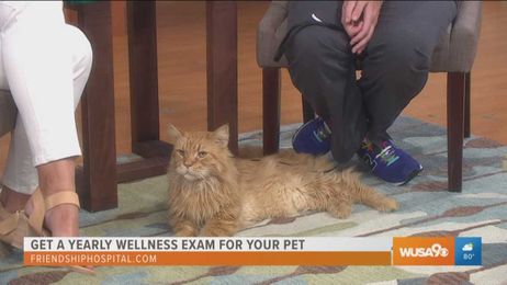 Reasons why you should schedule a yearly wellness exam for your pet