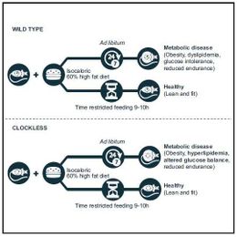 Time-restricted feeding improves health in mice with defective circadian clocks